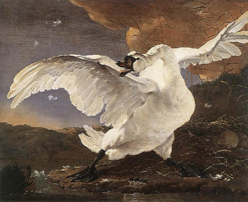 ASSELYN, Jan The Threatened Swan France oil painting art